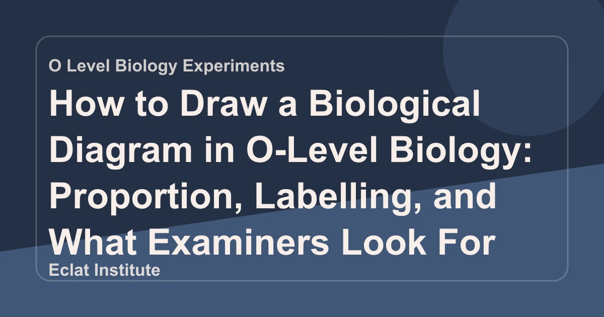 How to Draw a Biological Diagram in O-Level Biology: Proportion, Labelling, and What Examiners Look For